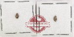 Hydrophilidae Scientific lot no. 399 (2 pcs)
