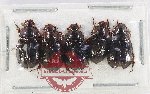 Hybosorinae Scientific lot no. 138 (5 pcs)
