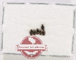 Lymnichidae Scientific lot no. 15 (6 pcs)