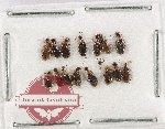 Anthicidae Scientific lot no. 64 (15 pcs)