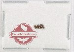 Lathrididae Scientific lot no. 4 (5 pcs)