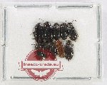 Ptylodactilidae Scientific lot no. 20 (10 pcs)