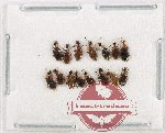 Anthicidae Scientific lot no. 65 (15 pcs)