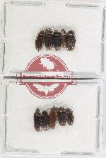 Ptylodactilidae Scientific lot no. 19 (10 pcs)