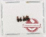 Anthicidae Scientific lot no. 66 (5 pcs)