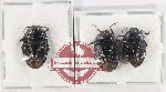Scientific lot no. 1547 Heteroptera (Cydnidae) (3 pcs)