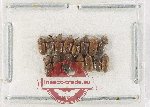 Heteroceridae Scientific lot no. 29 (15 pcs)
