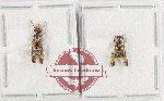 Scientific lot no. 595 Hymenoptera (2 pcs)