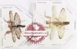 Scientific lot no. 32 Mantodea (2 pcs)