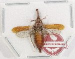 Scientific lot no. 47 Homoptera (1 pc)