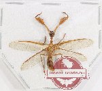 Mantispidae sp. 22 (A2)