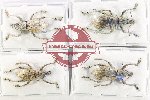 Scientific lot no. 1143 Curculionidae (Rhinoscapha spp.) (4 pcs - 1 pc A-)