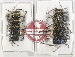 Scientific lot no. 104 Hopliinae (10 pcs)