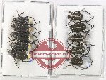 Scientific lot no. 103 Hopliinae (10 pcs)