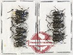 Scientific lot no. 101 Hopliinae (10 pcs)