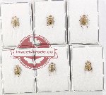 Scientific lot no. 97 Hopliinae (6 pcs)