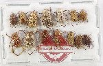 Scientific lot no. 91 Hopliinae (14 pcs)