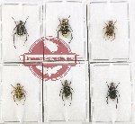 Scientific lot no. 95 Hopliinae (6 pcs)