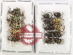 Scientific lot no. 102 Hopliinae (15 pcs)