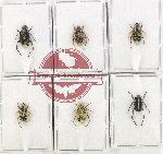 Scientific lot no. 96 Hopliinae (6 pcs)