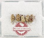 Scientific lot no. 93 Hopliinae (5 pcs A2)