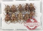 Scientific lot no. 99 Hopliinae (10 pcs)