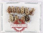 Scientific lot no. 94 Hopliinae (10 pcs A2)