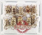 Scientific lot no. 92 Hopliinae (10 pcs)