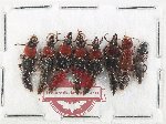Scientific lot no. 277 Staphylinidae (8 pcs)