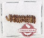 Scientific lot no. 300 Staphylinidae (15 pcs)