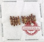 Scientific lot no. 298 Staphylinidae (10 pcs)