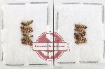 Scientific lot no. 301 Staphylinidae (11 pcs)