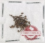 Scientific lot no. 297 Staphylinidae (ca 100 pcs)