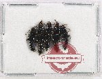 Scientific lot no. 280 Staphylinidae (5 pcs)