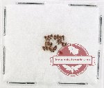 Scientific lot no. 289 Staphylinidae (20 pcs)
