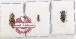 Scientific lot no. 278 Staphylinidae (3 pcs)