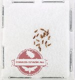 Scientific lot no. 291 Staphylinidae (20 pcs)