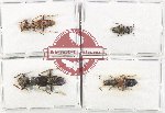 Scientific lot no. 260 Staphylinidae (4 pcs)