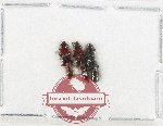 Scientific lot no. 272 Staphylinidae (3 pcs)