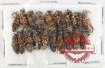 Scientific lot no. 303 Staphylinidae (20 pcs)