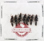 Scientific lot no. 266 Staphylinidae (7 pcs)