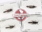 Scientific lot no. 263 Staphylinidae (4 pcs)