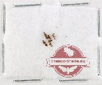 Scientific lot no. 309 Staphylinidae (5 pcs)