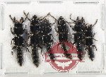 Scientific lot no. 264 Staphylinidae (6 pcs)