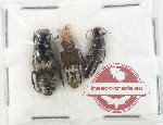 Scientific lot no. 311 Staphylinidae (3 pcs)