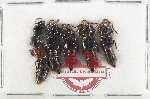 Scientific lot no. 274 Staphylinidae (5 pcs)