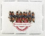 Scientific lot no. 281 Staphylinidae (8 pcs)