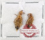 Scientific lot no. 308 Staphylinidae (2 pcs)