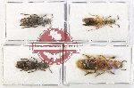 Scientific lot no. 261 Staphylinidae (4 pcs)