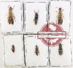 Scientific lot no. 275 Staphylinidae (6 pcs)
